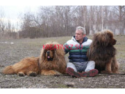 Гостиница для животных Питомник тибетских мастифов - все контакты на портале kreativkz.su