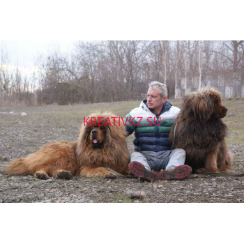 Гостиница для животных Питомник тибетских мастифов - все контакты на портале kreativkz.su