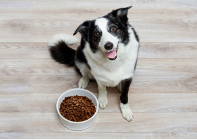 Как правильно подобрать корм собаке