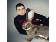 Питомник животных Разведение кроликов породы Бельгийский великан - все контакты на портале kreativkz.su